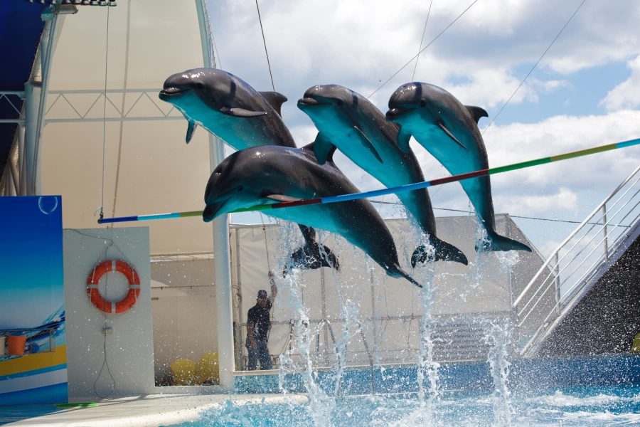 Acrobatic Dolphing Show